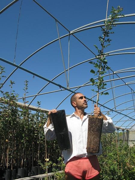 Planta de cornicabra en contenedor forestal de 9 litros